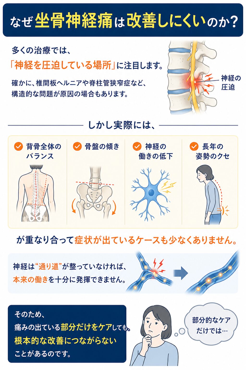 なぜ坐骨神経痛は改善しにくいのか？  多くの治療では、  「神経を圧迫している場所」に注目します。  確かに、椎間板ヘルニアや脊柱管狭窄症など、
構造的な問題が原因の場合もあります。  しかし実際には、  ✔ 背骨全体のバランス
✔ 骨盤の傾き
✔ 神経の働きの低下
✔ 長年の姿勢のクセ  が重なり合って症状が出ているケースも少なくありません。  神経は“通り道”が整っていなければ、
本来の働きを十分に発揮できません。  そのため、
痛みの出ている部分だけをケアしても、
根本的な改善につながらないことがあるのです。