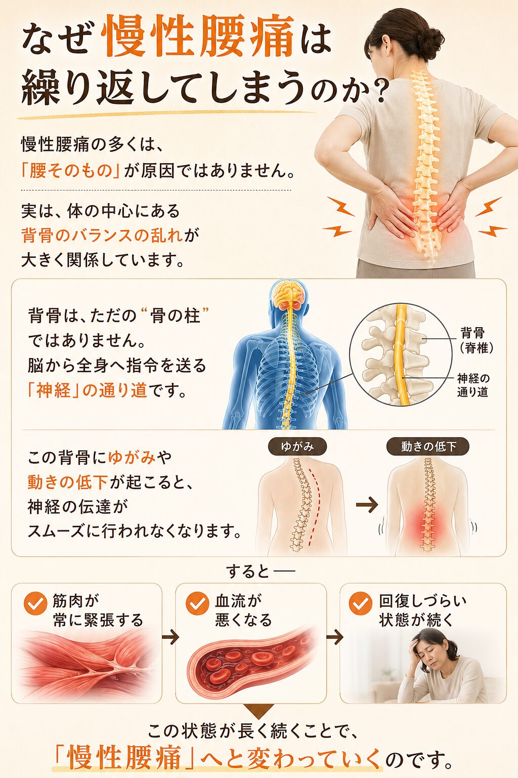 なぜ慢性腰痛は繰り返してしまうのか？  慢性腰痛の多くは、
「腰そのもの」が原因ではありません。  実は、体の中心にある背骨のバランスの乱れが大きく関係しています。  背骨は、ただの“骨の柱”ではありません。
脳から全身へ指令を送る「神経」の通り道です。  この背骨にゆがみや動きの低下が起こると、
神経の伝達がスムーズに行われなくなります。  すると――  ✔筋肉が常に緊張する
✔血流が悪くなる
✔回復しづらい状態が続く  この状態が長く続くことで、
「慢性腰痛」へと変わっていくのです。