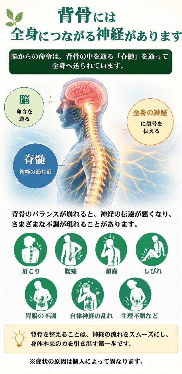 背骨には全身につながる神経があります。脳からの命令は背骨の中を通る「脊髄」を通って全身へ送られています。脳→命令を送る。全身の神経に信号を伝える。脊髄→神経の通り道。背骨のバランスが崩れると神経の伝達が悪くなり、様々な不調があらわれてくことがあります。肩こり、腰痛、頭痛、しびれ、胃腸の不調、自律神経の乱れ、生理不順など。背骨を整えることは神経の流れをスムーズにし、身体本来の力を引き出す第１歩です。