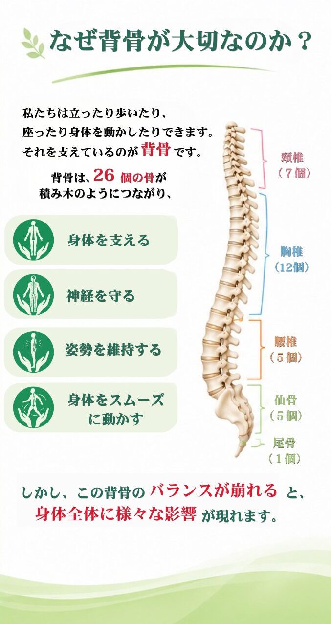 なぜ、背骨がたいせつなのか？私たちは立ったり歩いたり座ったり身体を動かしたりできます。それを支えているのが背骨です。背骨は２６個の骨が積み木のようにつながり、身体を支える。神経を守る。姿勢を維持する。身体をスムーズに動かす。しかし、この背骨のバランスが崩れると身体全体に様々な影響が現れます。