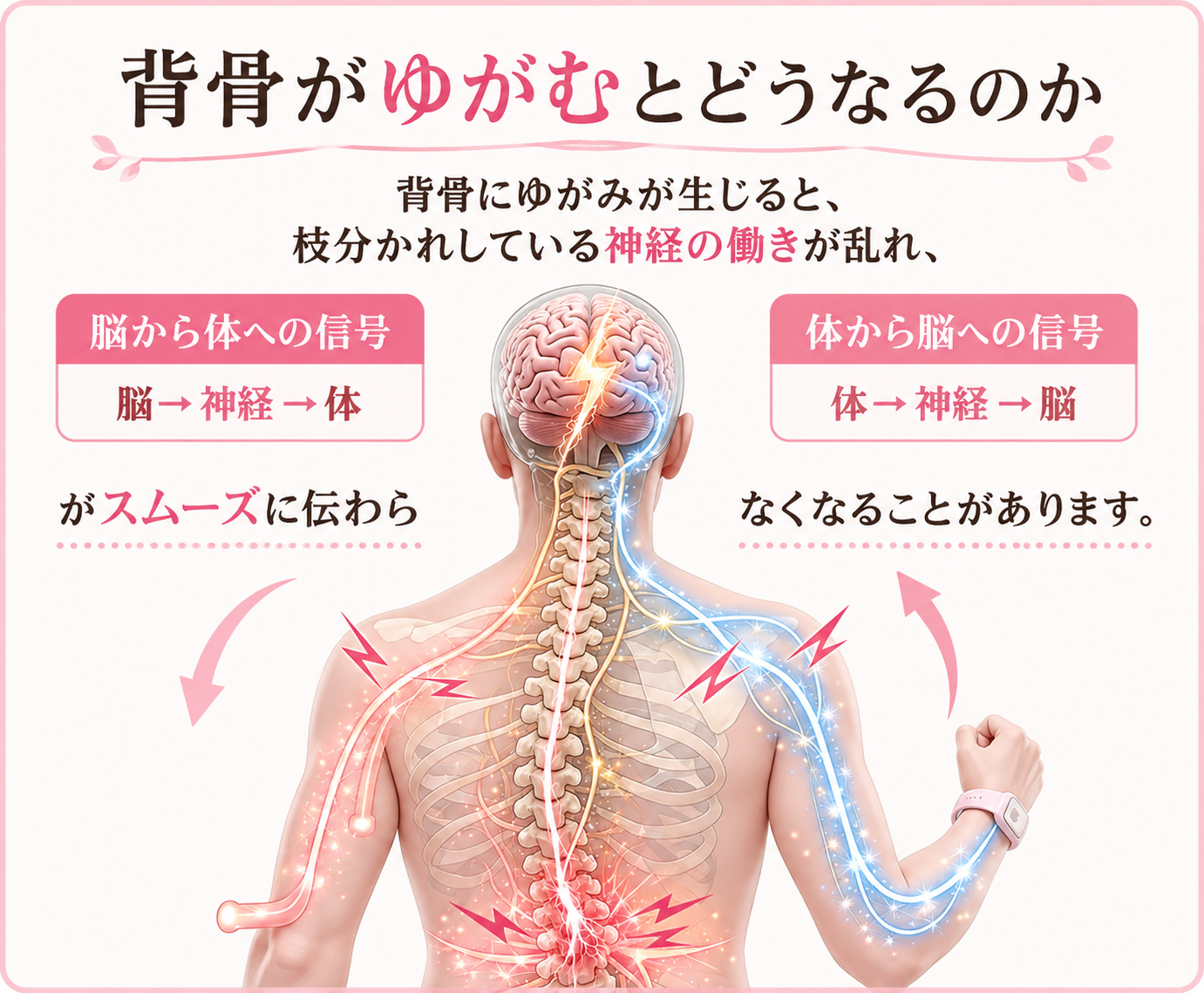 背骨がゆがむとどうなるのか 背骨にゆがみが生じると、
枝分かれしている神経の働きが乱れ、 脳から体への信号 体から脳への信号 がスムーズに伝わらなくなることがあります。