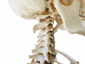 骨格モデルの頸椎部分